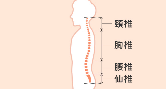 頸椎と腰椎の違い